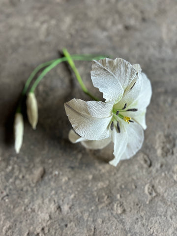 Oriental Lily