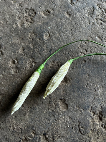 Oriental Lily