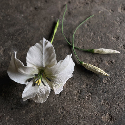 Oriental Lily